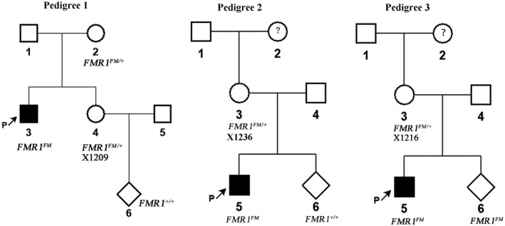 FIGURE 2