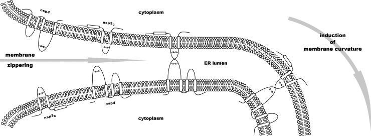 Fig. 8