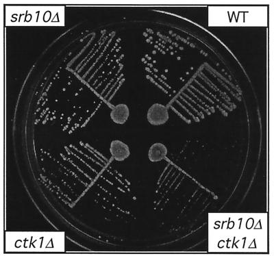 FIG. 5