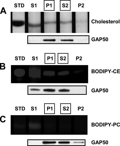 Figure 7.