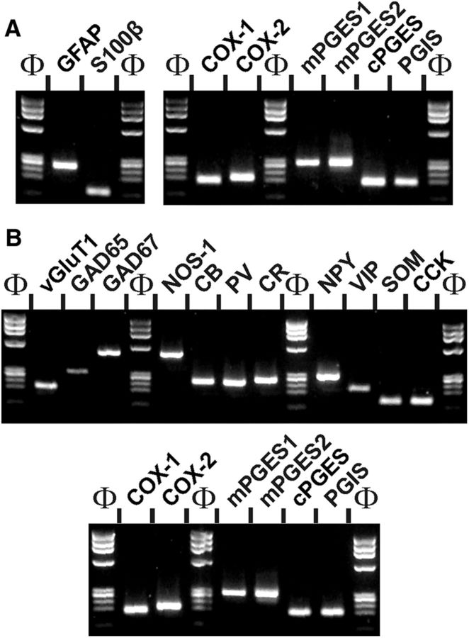 Figure 5.