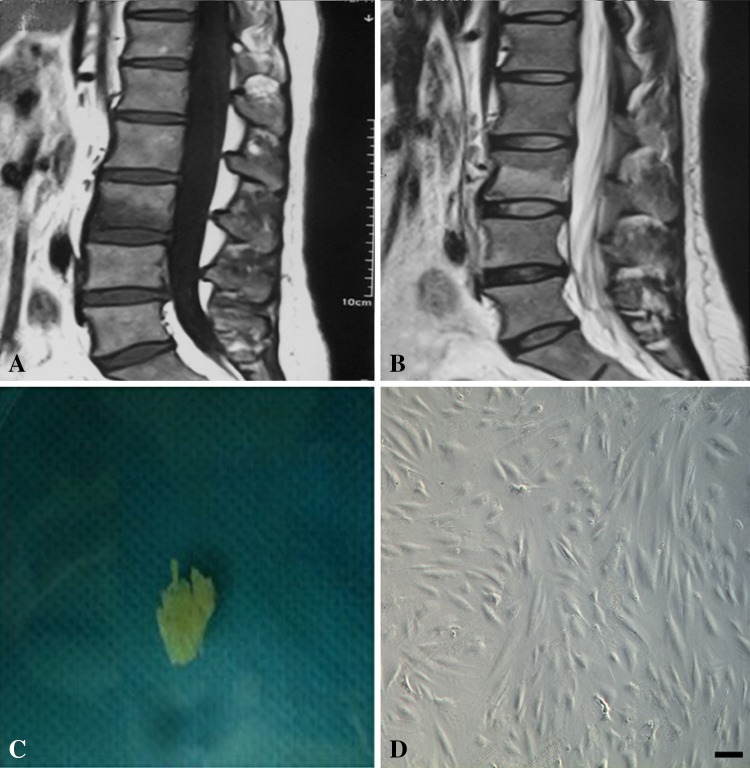 Fig. 1A–D