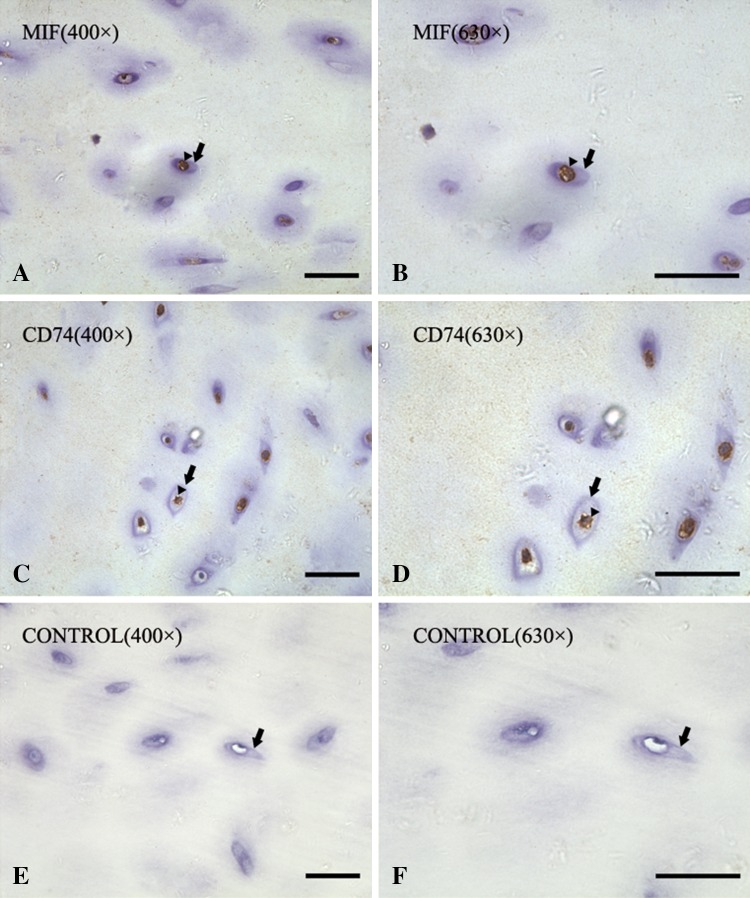 Fig. 2A–F