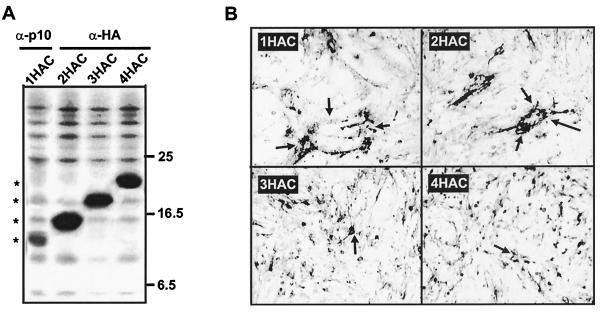 FIG. 7.