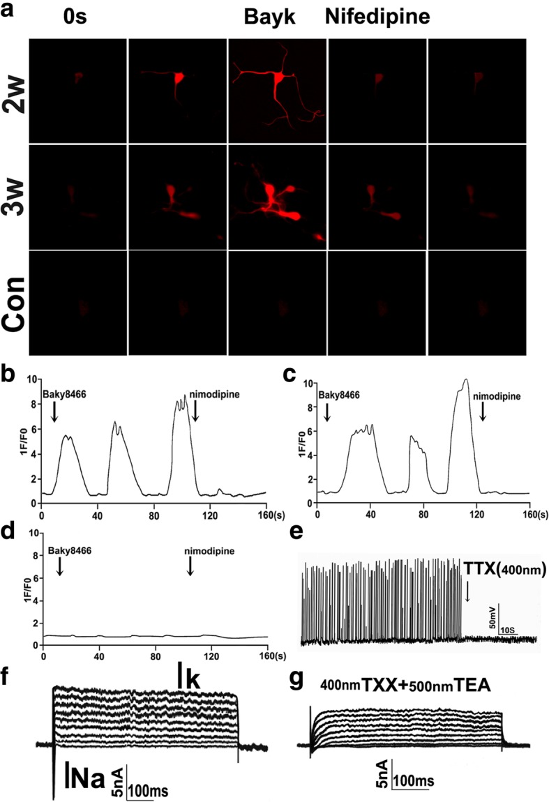 Fig. 6