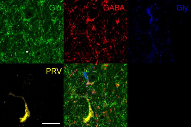 Figure 10.