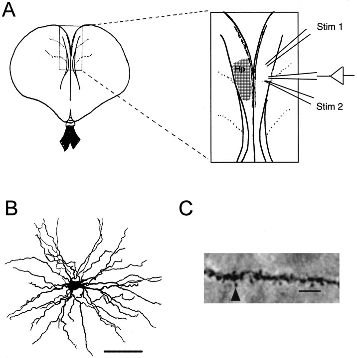 Fig. 1.