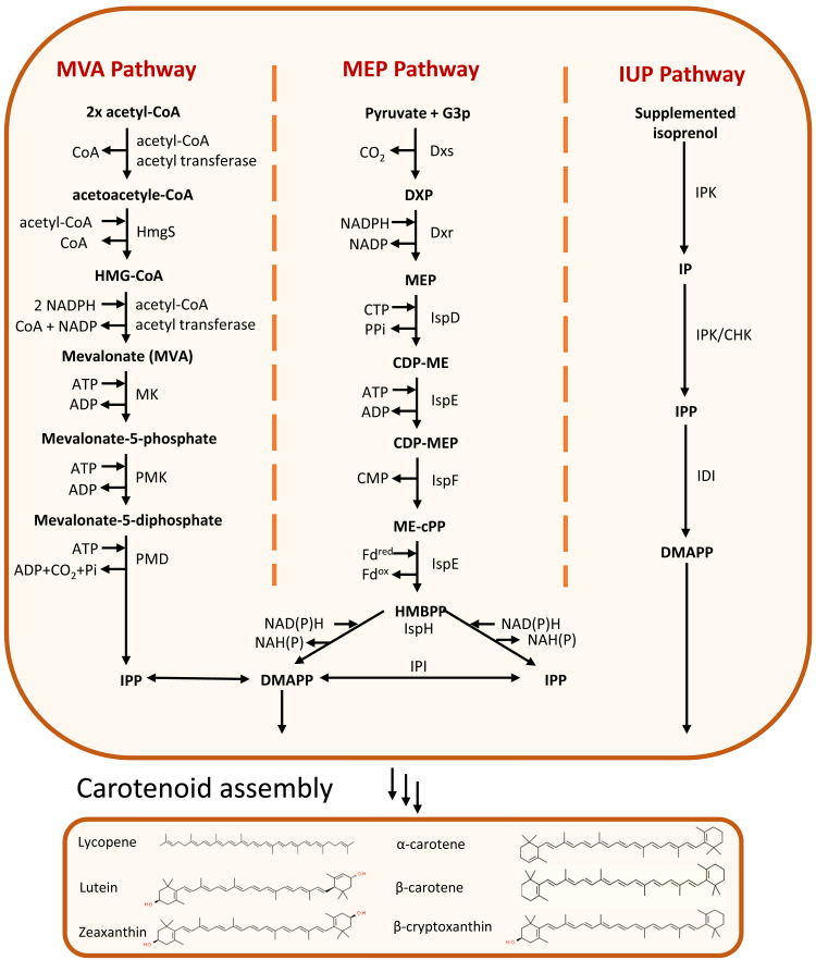 FIGURE 2