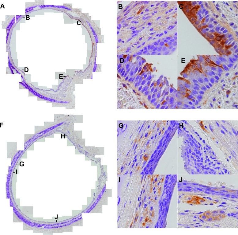 Fig 5