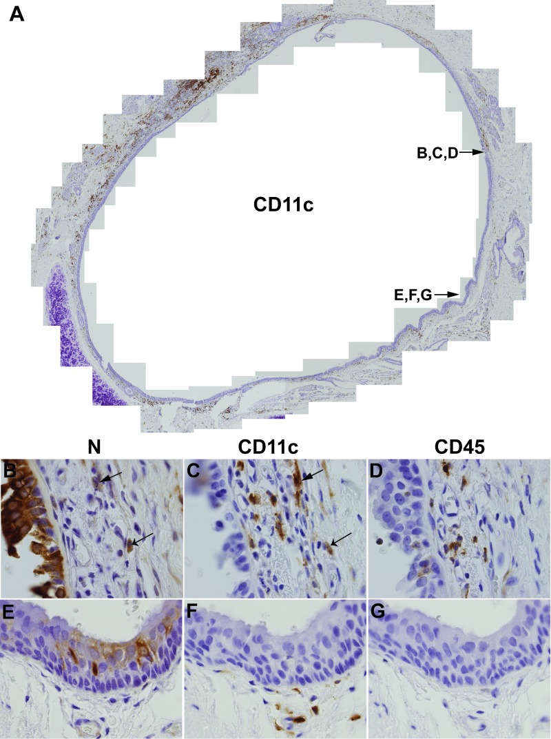 Fig 7