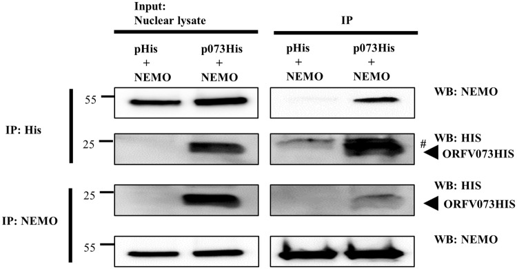 Fig 10