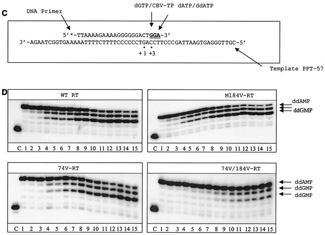 FIG. 1.