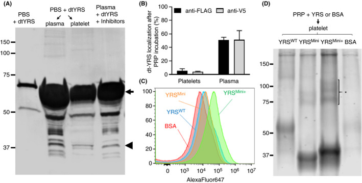 FIGURE 3