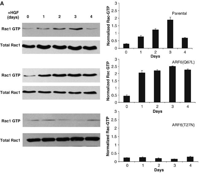 Figure 4a