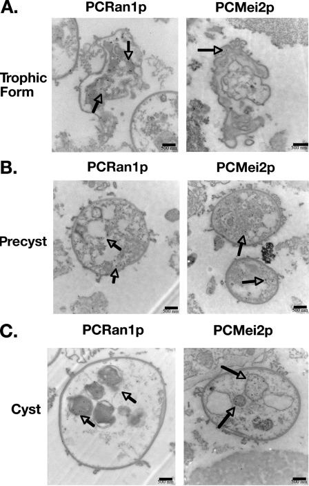 FIG. 8.