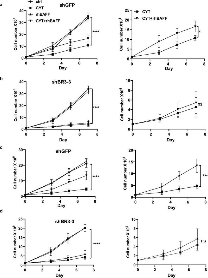 BAFF receptor antibody for mantle cell lymphoma therapy - PMC