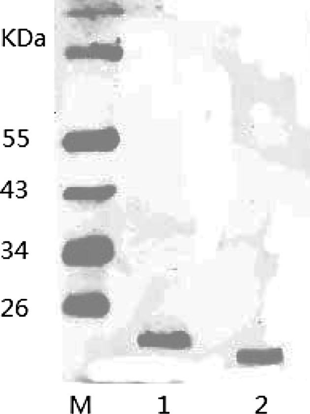 Fig. 7