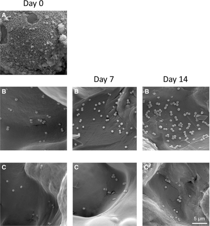 Fig. 5