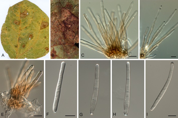 Fig. 10.