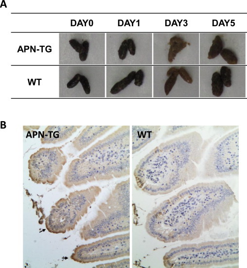 Fig. 6