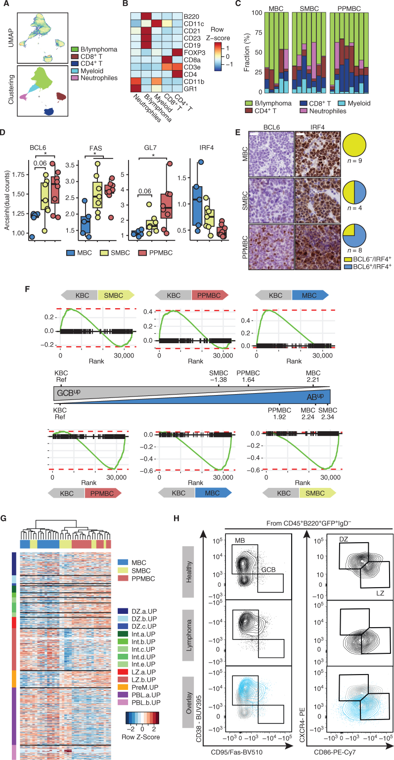 Figure 3. PPMBC and SMBC lymphomas display transcriptomic and surface marker features associated with germinal center–derived lymphomas. A, Cell suspensions from MBC (n = 5), SMBC (n = 7), and PPMBC (n = 8) tumors were analyzed by mass cytometry. Dimensionality reduction of the data set was performed by UMAP and clusters were gated manually. B, Heat map of lineage markers used for cluster identification. C, Cluster sizes observed in MBC, SMBC, and PPMBC samples. D, Expression of BCL6, FAS, GL7, and IRF4 in the “B/lymphoma” cluster. E, Representative images (left) and quantification (right) of IHC BCL6 and IRF4 stainings in MBC, SMBC, and PPMBC lymphomas. Scale bar represents 20 μm. F, Gene set enrichment plots comparing the transcriptional profiles of MBC (n = 13), SMBC (n = 11), and PPMBC (n = 13) lymphomas to the KBC model (n = 6) as reference. The NES is illustrated as an approximation of the distance between the genotypes. G, Bulk transcription profiles of MBC, SMBC, and PPMBC lymphomas were clustered in an unsupervised manner by their expression levels of published gene sets derived from single-cell transcriptomic analyses of human GC B cells (26). DZ, dark zone; Int, intermediate; LZ, light zone; PreM, pre-memory B; PBL, plasmablast. H, Representative flow cytometry plots and gating strategy of splenic MB, GCB, and DZ/LZ B cells from a 10-week-old healthy C mouse (top) and lymphoma cells from a PPMBC lesion (middle). Bottom, an overlay of both samples. A total of 10 PPMBC lymphomas was analyzed; additional samples are illustrated in Supplementary Fig. S8, full gating strategy is depicted in Supplementary Fig. S12A; H–I, *, P ≤ 0.05, Welch unpaired two-tailed t test.