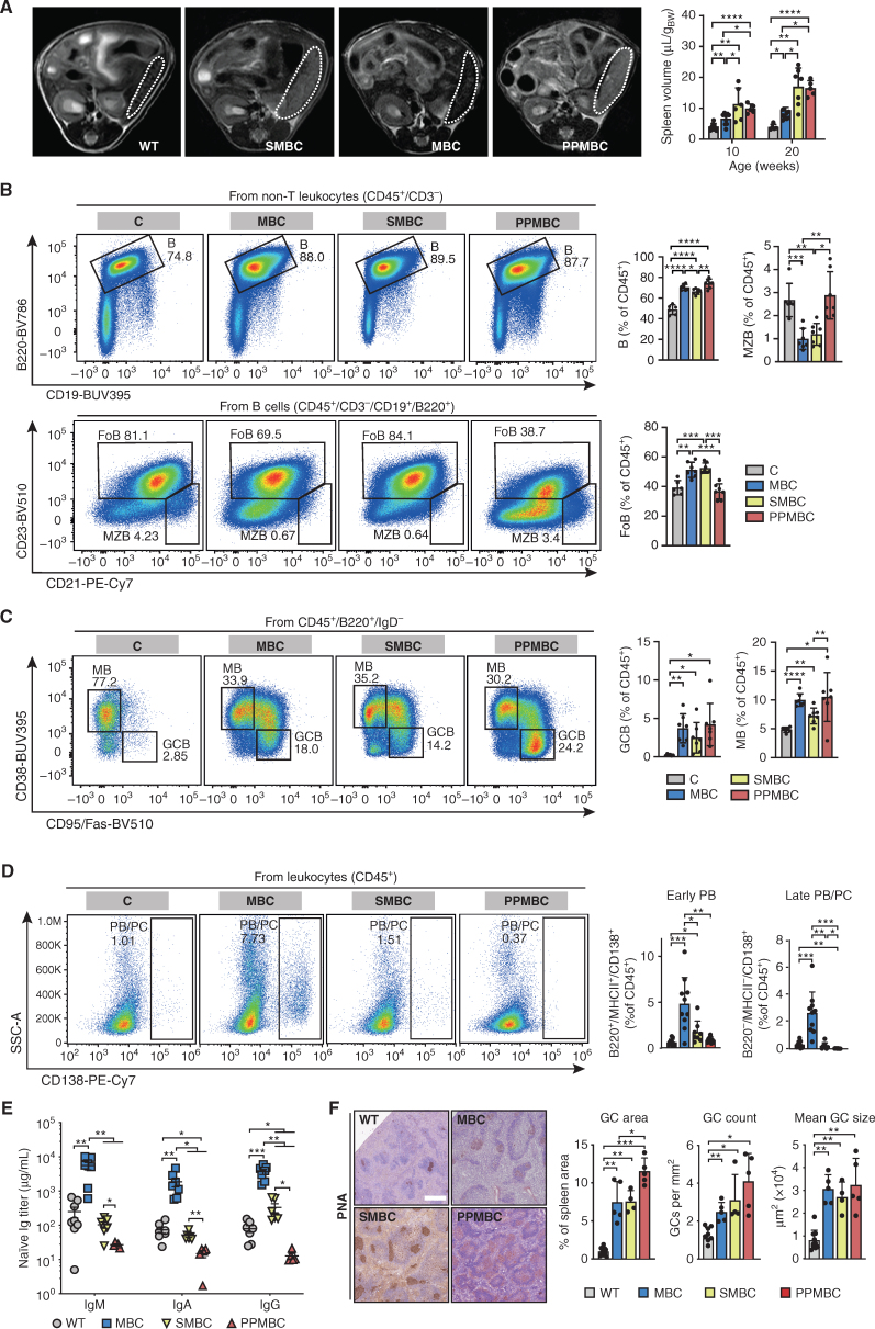 Figure 1. Deletion of Prdm1 and amplification of Spib increase splenomegaly in MBC animals and abolish plasma cell differentiation. A, Representative axial MR images of 10-week-old animals (spleens are outlined by dashed lines) and volume quantifications of 10- and 20-week-old animals are depicted. Wild-type (n ≥ 5), MBC (n = 9), PPMBC (n = 5), and SMBC (n ≥ 6) spleens were quantified from MR images. B, Splenocytes of 10-week-old C (n = 6), MBC, PPMBC, and SMBC animals (n = 7 each) were analyzed by flow cytometry to analyze the frequencies of B, marginal zone B (MZB), and follicular B (FoB) cells, as well as memory B (MB) and germinal center B (GCB) cells (C). D, Quantification of plasmablasts (PB) and plasma cells (PC) in spleens from 10-week-old C (n = 11), MBC (n = 10), SMBC (n = 8), or PPMBC (n = 9) mice. B–D, Representative pseudocolor plots and gatings (left) as well as quantification of populations (right). Full gating strategies are depicted in Supplementary Fig. S12A–S12G. E, Serum immunoglobulin levels of 10-week-old wild-type (n = 8), MBC (n = 7), PPMBC (n = 5), and SMBC (n = 6) animals were measured by ELISA. F, Germinal centers (GCs) were stained by biotinylated PNA in splenic FFPE sections of 10-week-old wild-type (n = 10), MBC (n = 5), PPMBC (n = 5) and SMBC animals (n = 5) and quantified as GC area per spleen area and mean GC size (right). Additional stainings of these samples are provided in Supplementary Fig. S2A. Representative stainings are depicted (left). Scale bar represents 500 μm. *, P ≤ 0.05; **, P ≤ 0.01; ***, P ≤ 0.001; Welch unpaired two-tailed t test; error bars, SD.