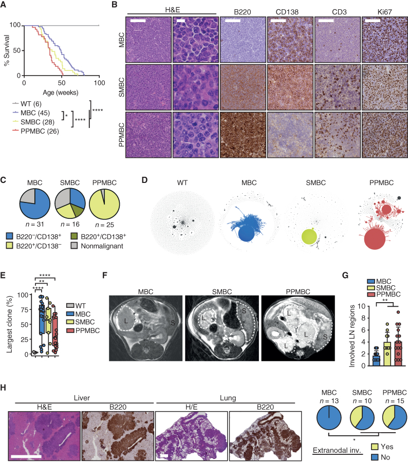 Figure 2. PPMBC and SMBC animals develop ABC-DLBCL–like tumors. A, Survival curves of wild-type (n = 6), MBC (n = 45, median 49 weeks), SMBC (n = 28, median 37.1 weeks), and PPMBC animals (n = 26, median 34.1 weeks). B, Representative H&E and IHC stainings of MBC, SMBC, and PPMBC tumors. Scale bars represent 100 μm (low magnification) and 10 μm (high magnification H&E). C, Quantification of the terminal phenotype of MBC, SMBC, and PPMBC animals shown in B. D, Clonality plots generated from BCR sequencing data. Each circle represents a specific V(D)J sequence with the circle size being proportional to the respective read count. Sequences with one mismatch are connected to clones. Clones with a size > 10% of reads are colorized, smaller clusters are in gray. E, Maximum clone sizes in MBC (n = 18), SMBC (n = 9), and PPMBC (n = 18) lesions compared with the polyclonal scenario observed in wild-type spleens (n = 3). F, Representative axial MR images of preterminal MBC (n = 16), SMBC (n = 8), and PPMBC (n = 12) animals. Lymphomas and spleens are outlined (“L” and “S,” respectively). G, Quantification of the number of lymph node regions infiltrated by lymphoma of moribund MBC (n = 14), SMBC (n = 10) and PPMBC (n = 15) animals at necropsy. H, Representative H&E and B220 stainings of infiltrated liver and lungs of terminal PPMBC animals and quantification of animals with observed extranodal manifestation. Scale bars represent 500 μm. *, P ≤ 0.05; **, P ≤ 0.01; ***, P ≤ 0.001; Welch unpaired two-tailed t test; error bars represent SD.