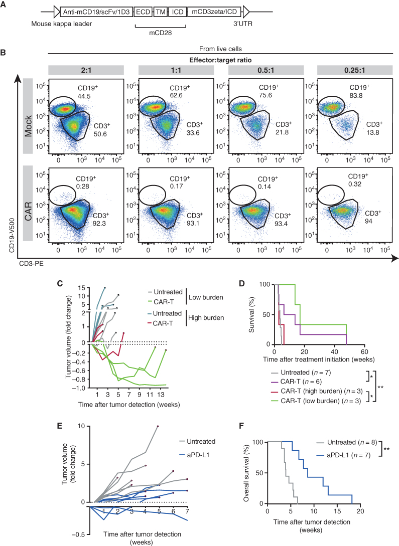 Figure 4. Murine PPMBC lymphomas are susceptible to immune-therapeutic approaches. A, Schematic depiction of the anti-mCD19scFv-CD28-CD3z CAR construct (27). B, Population sizes of mock- and CAR-transduced T cells isolated from C57BL6/J wild-type spleens and a CD19+ PPMBC lymphoma cell line at the indicated effector:target ratios after 48 hours of coculture after gating for live cells. C, PPMBC mice with a low or high lymphoma-burden [spleen volume 500–700 μL (n = 3) or >700 μL (n = 3), respectively] were treated with a single injection of 2 × 106 anti-mCD19 CAR-T cells. Tumor volume was monitored weekly via MRI and is visualized as fold change from baseline. D, Kaplan–Meier curve showing the overall survival of CAR-T–treated mice and untreated controls. The CAR-T–treated cohort is depicted in total, as well as separated into high- and low lymphoma-burden animals. E, MRI-determined tumor volume of PPMBC animals treated with an anti–PD-L1 (n = 7), displayed as fold change from baseline. Untreated animals (n = 8) served as controls. F, Kaplan–Meier curve showing the overall survival of anti–PD-L1-treated mice (n = 7) and untreated controls (n = 8). *, P ≤ 0.05; **, P ≤ 0.01; log-rank test.