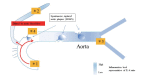 Supplementary Fig.1. Schema of sampling blood for interleukin-6 ratio