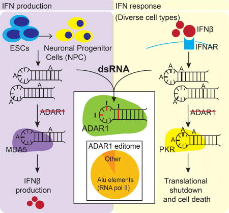 graphic file with name nihms934719u1.jpg