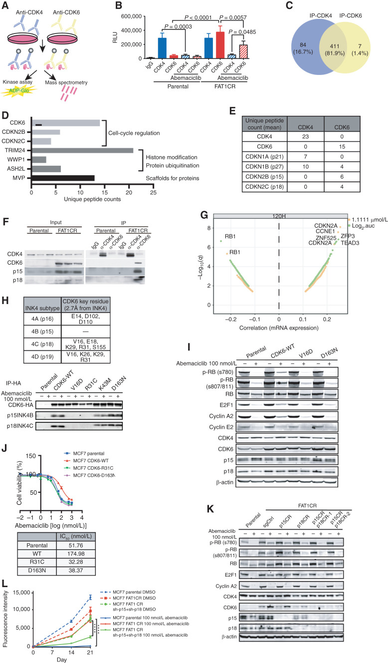 Figure 1. INK4–CDK6 complex promotes resistance to CDK4/6i in cells. A, Schematic for analysis of CDK4 and CDK6 interactions and activity via coimmunoprecipitation (co-IP) followed by ADP-Glo kinase assays and mass spectrometry. B, ADP-Glo kinase assay showing immunoprecipitated CDK4 and CDK6 (IP-CDK4 and IP-CDK6) kinase activity from MCF7 parental and CDK6-high cells [cells with FAT1 CRISPR knockout (CR) that have high CDK6 expression, previously shown to have resistance to CDK4/6i; ref. 8], with or without 100 nmol/L abemaciclib treatment. Data are shown as mean + SD of three biologically independent samples. P values were determined by unpaired two-sided Student t test. RLU, relative luminescence units. C, Venn diagram showing the number of unique proteins identified by mass spectrometry coimmunoprecipitated from IP-CDK4 and IP-CDK6 in FAT1-loss cells. Percentages were calculated by number of proteins identified in each subgroup divided by total proteins identified by IP of either CDK4 or CDK6. Data are shown as means of three replicates. D, Pathway analysis by Gene Ontology of proteins interacting with CDK6 but not CDK4 in the FAT1-loss cells. The proteins were grouped by their putative biological functions. E, Unique peptide counts of cyclin-dependent kinases and their endogenous inhibitor proteins identified in the co-IP/mass spectrometry associated with CDK4 or CDK6 in the FAT1-loss cells. N = 2. F, Co-IP and immunoblotting reveal association of p15INK4B and p18INK4C with CDK6, but not CDK4, in CDK6-high cells. G, Cell line screening results showing that models with high CDKN2A or low RB1 mRNA expression are correlated with poor response to palbociclib. H, Interface residues in CDK6 in close proximity with INK4 isoforms based on previous INK4-bound CDK6 structures in the Protein Data Bank (ref. 65; no available structure for p15INK4B). CDK6-HA was immunoprecipitated using HA beads in parental MCF7 cells and MCF7 cells expressing HA-WT-CDK6-, HA-V16D-, and R31C-mutant CDK6 (disrupted INK4–CDK6 interaction) or HA-K43M/D163N-mutant CDK6 (kinase dead), and interaction with INK4 proteins was determined by immunoblotting. I, Disruption of INK4s and CDK6 binding or impairment of CDK6 kinase activity restores the sensitivity of CDK6-overexpressing cells to CDK4/6i. Cells were treated with DMSO or 100 nmol/L abemaciclib for 24 hours prior to collection. J, Percentage of cell viability of cells overexpressing WT CDK6 or R31C- or D163N-mutant CDK6 treated with increasing concentrations of abemaciclib compared with parental cells. IC50 values were recorded on day 5 following treatment. Data are shown as mean ± SD; n = 6. K, Knockdown of p15INK4B and p18INK4C in FAT1-loss cells promotes suppression of RB phosphorylation in response to abemaciclib to a similar extent as in parental cells. Cells were collected 24 hours after 100 nmol/L abemaciclib treatment. Representative blots are shown, which were repeated independently three times. L, The growth rate of p15INK4B and p18INK4C knockout in FAT1-loss cells was inhibited by 100 nmol/L abemaciclib. The cell viability was recorded at day 14 and day 21. ****, P < 0.0001. Data are shown as mean ± SD; n = 6. See also Supplementary Fig. S1.