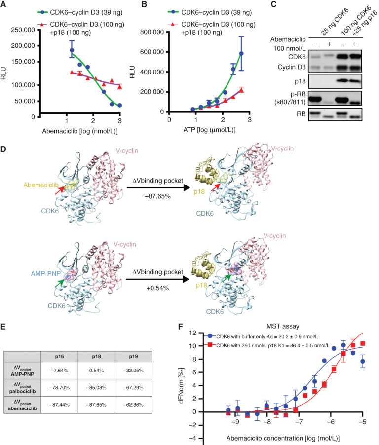 Figure 2. INK4–CDK6 complexes are insensitive to CDK4/6i. A, In vitro kinase assay using recombinant CDK6–cyclin D3 and RB substrate demonstrates that preincubation of the complex with p18 (purple) prevents complete inhibition of kinase activity by abemaciclib. Data are shown as mean ± SD of two biological replicates. RLU, relative luminescence units. B, Effect of preincubation of p18 on CDK6–cyclin D3 in vitro kinase activity. Data are shown as mean ± SD of two biological replicates. C, Assay of CDK6–cyclin D3 kinase activity and response to p18 by immunoblotting demonstrating that p18 impairs the ability of abemaciclib to inhibit CDK6 phosphorylation of RB. D, Computational modeling of the effect of p18 binding to the CDK6 binding pocket expressed as volume change for abemaciclib (top) or AMP-PNP (bottom). Structures of CDK6–cyclin complex before and after p18 binding are represented by crystallographic structures with PDB IDs 2EUF and 1G3N (shown in ribbons). The binding pockets were approximated by spheres (shown in green and indicated by red arrows; shown in purple and indicated by green arrows). The volume of each binding pocket was quantified using the total volume of the corresponding set of spheres, and percentage of changes was calculated. E, The table summarizes the changes of binding pocket volume for two CDK4/6i (palbociclib and abemaciclib) and AMP-PNP upon binding of INK4s (p16, p18, p19). F, MST assay of CDK6 binding to abemaciclib showing the change in Kd as a result of p18 binding (red). Data are shown as mean ± SD of two independent measurements. See also Supplementary Fig. S2.