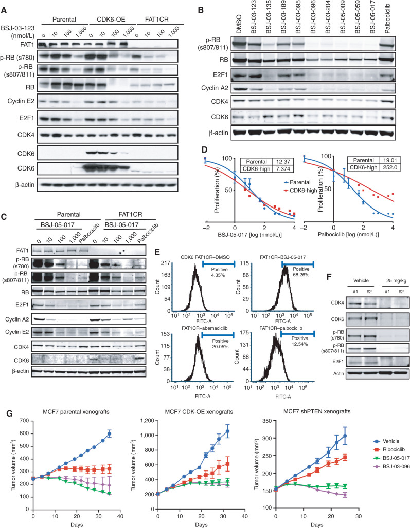 Figure 4. Compounds targeting the CDK6–INK4 complex inhibit CDK4/6i-resistant tumors. A, Immunoblotting of MCF7 parental cells and cells with high CDK6 expression [CDK6-overexpressing (OE) cells and CDK6-high cells with FAT1 loss] treated for 24 hours with increasing concentrations of bifunctional degrader compound, BSJ-03-123, demonstrating dose-dependent targeting of CDK6 but not CDK4. B, Assessment of a panel of degrader compounds that target CDK4 and/or CDK6. Immunoblotting after 24-hour drug treatment (500 nmol/L) in FAT1-loss cells shows varying selectivity for CDK4 versus CDK6. Representative blots from three independent experiments are shown. Among them, BSJ-05-017 and BSJ-03-096 show the most significant degradation of both CDK4 and CDK6. C, Immunoblot depicting dose–response effects of BSJ-05-017 in both CDK4/6i-sensitive (left) and CDK4/6i-resistant (right) cells in comparison with palbociclib (500 nmol/L) after 24-hour treatment. D, Percentage of growth plot showing that BSJ-05-017 inhibits sensitive MCF7 parental and resistant CDK6-high cells with equal potency, whereas palbociclib shows only partial inhibition of resistant cells. IC50 values were recorded at day 7. Data are shown as mean ± SD; n = 6. E, Assay for drug-induced senescence (Senescence Green) demonstrating number of senescence marker–positive cells induced by 8 days of treatment with DMSO, BSJ-05-017 (500 nmol/L), abemaciclib (100 nmol/L), and palbociclib (500 nmol/L). BSJ-05-017 induced a significantly higher number of cells into senescence compared with abemaciclib or palbociclib in CDK6-high cells. F, Immunoblotting showing the degradation of CDK4/6 and decreased phospho-RB1 and E2F1 levels in CDK6-high (FAT1 loss) tumor-bearing mice administered 25 mg/kg BSJ-05-017 intraperitoneally. Tumors were collected 6 hours after 3 consecutive days of vehicle or BSJ-05-017 treatment (n = 2). G, Growth curve plots of cell-derived xenografts of MCF7 parental, CDK6-overexpressing, and PTEN-loss cells. Mice were treated with vehicle, ribociclib (25 mg/kg, orally), BSJ-05-017 (50 mg/kg, i.p.), or BSJ-03-096 (50 mg/kg, orally) daily for 25 to 35 days. Tumor volumes were recorded every 3 to 4 days. Data are shown as mean ± SD; n = 4. See also Supplementary Fig. S4.