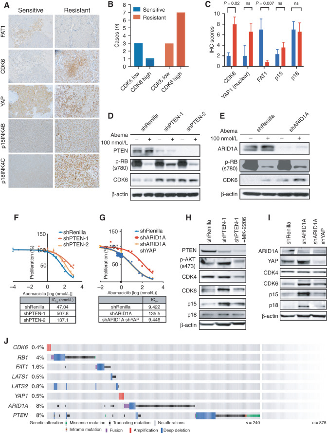 Figure 3. Multiple genetic alterations promote CDK6-mediated resistance in patients. A, IHC of FAT1, CDK6, YAP, p15INK4B, and p18INK4C in representative patient-derived xenograft (PDX) models that are sensitive or resistant to CDK4/6i. B, Number of cases that show high or low CDK6 in PDX models that are sensitive or resistant to CDK4/6i. Immunoreactive score (IRS) >2 is recorded as high CDK6 expression. C, IRS of CDK6, nuclear YAP, FAT1, p15, and p18 staining in sensitive and resistant PDX models. D and E, Immunoblotting demonstrating that knockdown of PTEN or ARID1A in MCF7 cells promotes upregulation of CDK6 and resistance to 100 nmol/L abemaciclib (abema) treatment. Cells were treated for 24 hours prior to collection. ns, not significant. F, Cell viability (percentage of control cells) plots showing that both PTEN knockdown cells have decreased sensitivity to abemaciclib compared with parental cells. IC50 values were recorded on day 5. Data are shown as mean ± SD; n = 6. G, Cell viability (percentage of control cells) plots showing that ARID1A knockdown cells have decreased sensitivity to abemaciclib compared with parental cells. Knockdown of YAP1 in shARID1A cells restores its sensitivity to abemaciclib. IC50 values were recorded on day 7. Data are shown as mean ± SD; n = 6. H, Immunoblotting showing inhibition of AKT (2 μmol/L MK-2206) suppresses induction of CDK6 expression in PTEN knockdown cells. I, Immunoblotting showing that knockdown of YAP1 in shARID1A cells decreases CDK6 expression. All blots were repeated at least three times, and representative blots are shown. J, The pattern, frequency, and type of genomic alterations in CDK6-associated genes in 1,366 metastatic tumors from 1,115 patients with HR+/HER2− metastatic breast cancer. A total of 190 cases show at least one of the genetic alterations associated with CDK6 upregulation. See also Supplementary Fig. S3.