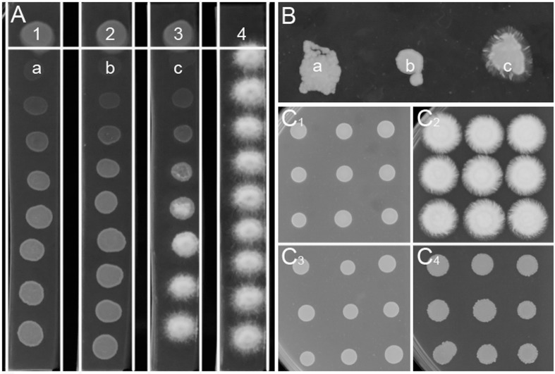 FIGURE 1