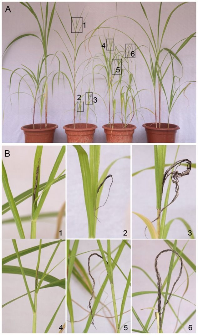 FIGURE 6