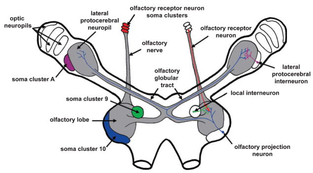 Fig. 1