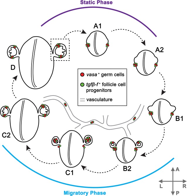 Fig. 9