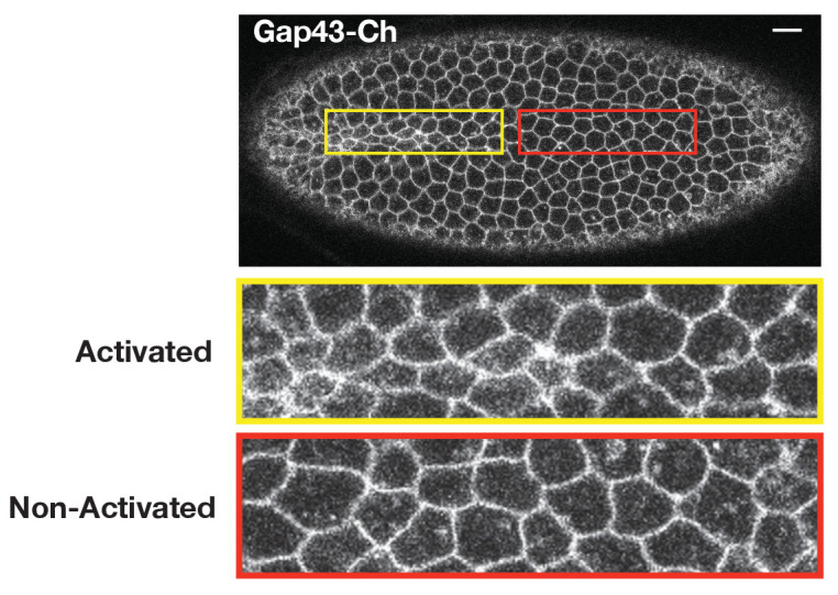 Figure 4—figure supplement 3.