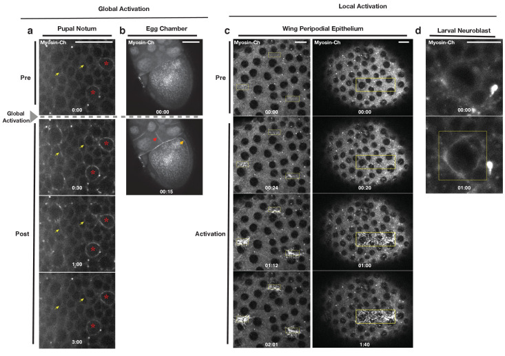 Figure 1—figure supplement 1.
