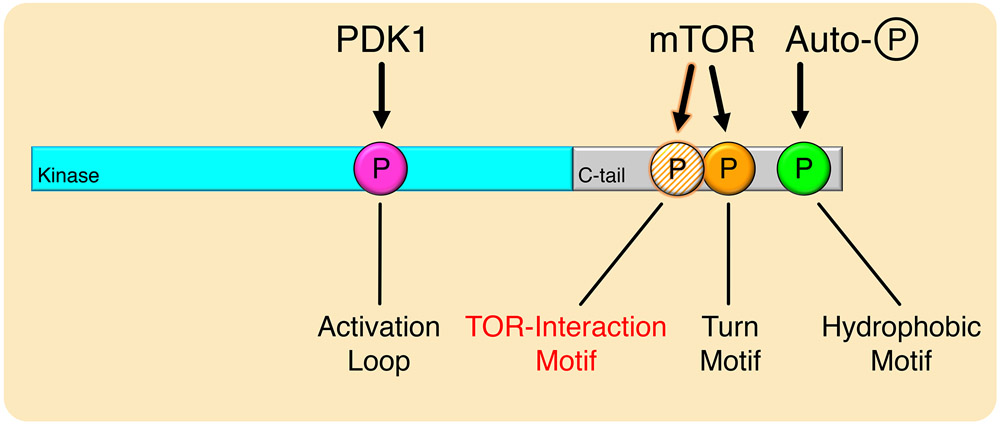 Fig. 8.