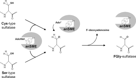 FIGURE 11.