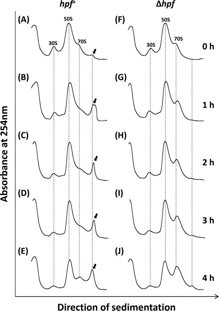 FIG 7