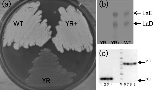 Fig. 2.