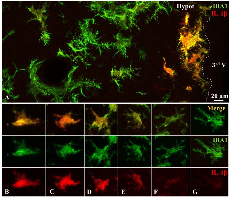 FIGURE 3