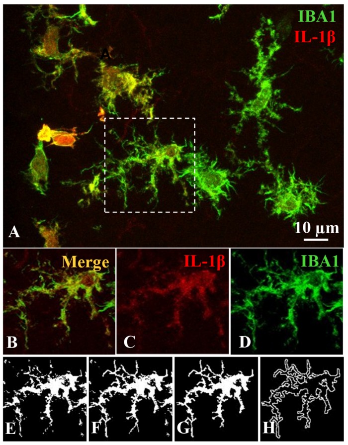 FIGURE 2