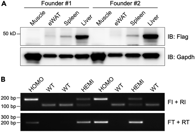 Figure 4