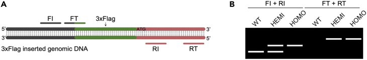 Figure 3