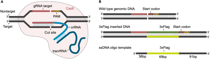 Figure 2