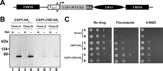 FIG. 1.